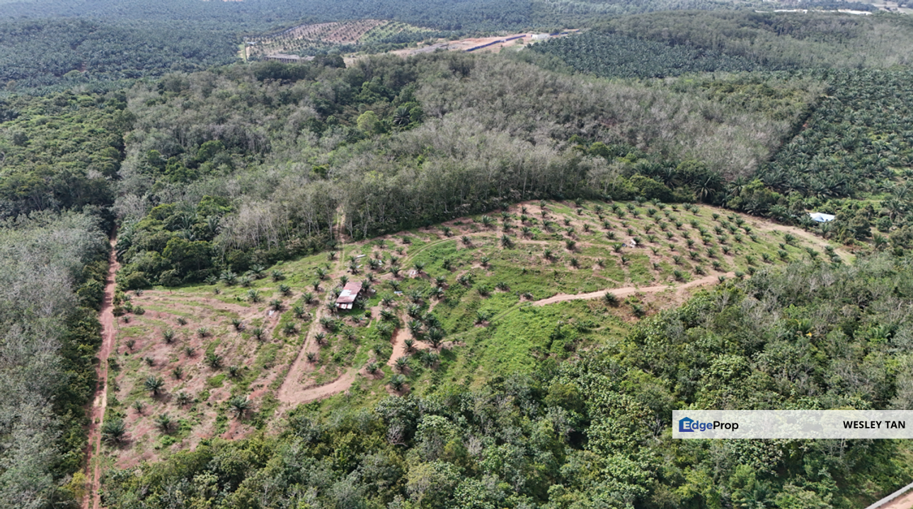 Durian Tunggal Below Value Oil Palm Approx 6.5acres land Freehold Road, Melaka, Alor Gajah