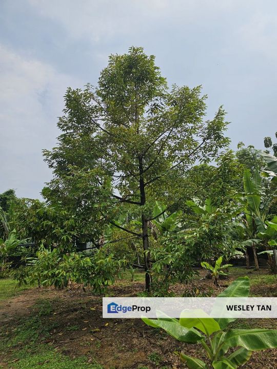 Tampin 10 Acres Durian Freehold Roadside Land For Sale, Negeri Sembilan, Tampin