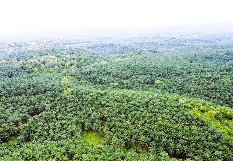 Tanah Lot Freehold Kelapa Sawit 9.43 ekar Hulu Jabur Terengganu