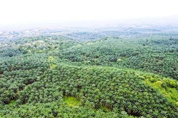 Tanah Lot Freehold Kelapa Sawit 9.43 ekar Hulu Jabur Terengganu