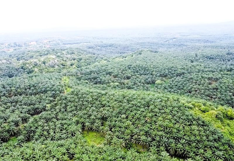 Tanah Lot Freehold Kelapa Sawit 9.43 ekar Hulu Jabur Terengganu