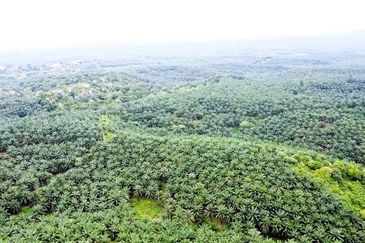 Tanah Lot Freehold Kelapa Sawit 9.43 ekar Hulu Jabur Terengganu