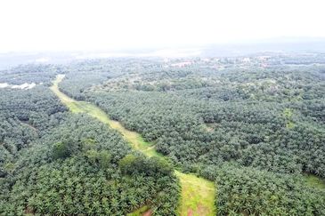 Tanah Lot Freehold Kelapa Sawit 9.43 ekar Hulu Jabur Terengganu