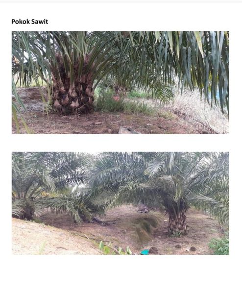 RANAU Tanah 2460 ekar Kelapa Sawit, Sabah, Ranau