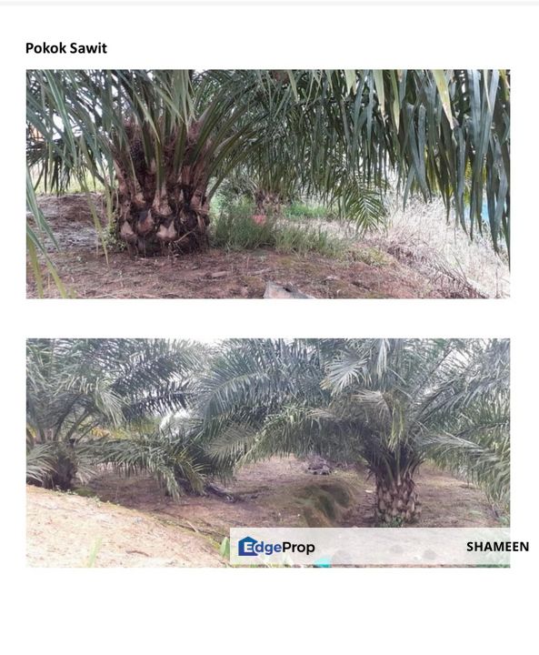 RANAU Tanah 2460 ekar Kelapa Sawit, Sabah, Ranau