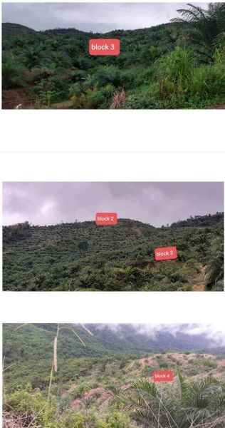 RANAU Tanah 2460 ekar Kelapa Sawit, Sabah, Ranau