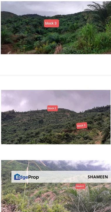 RANAU Tanah 2460 ekar Kelapa Sawit, Sabah, Ranau