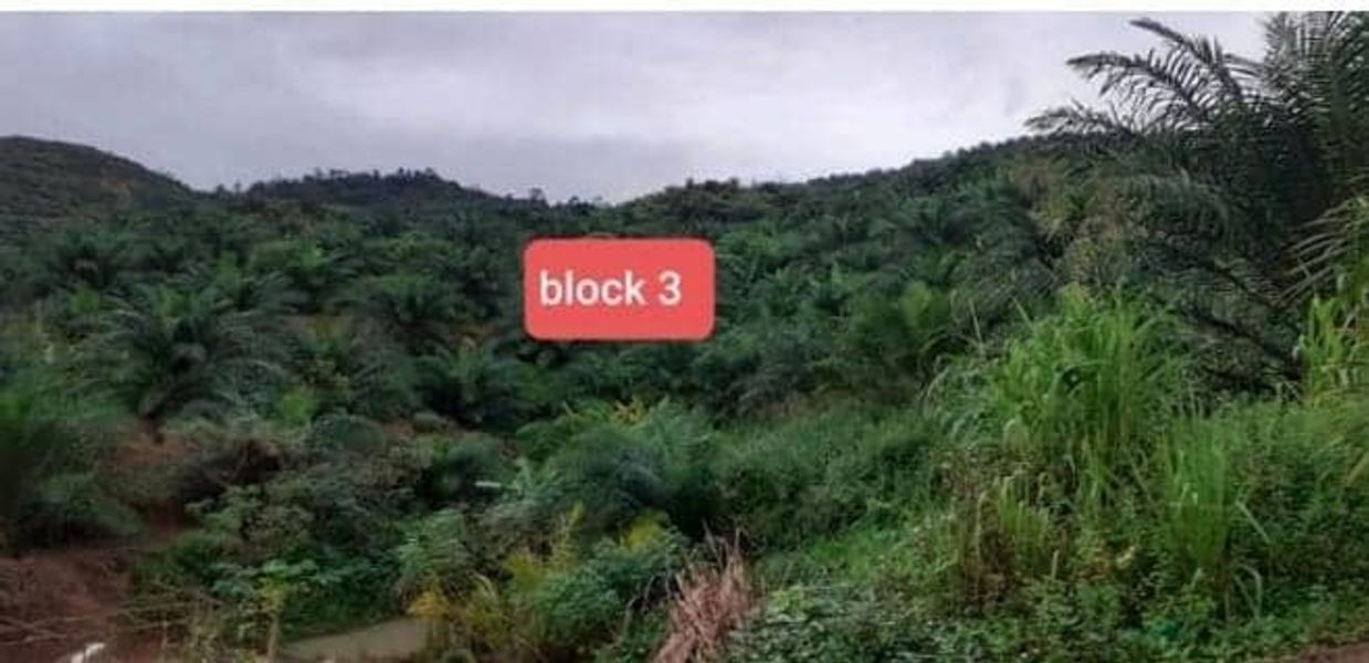 RANAU Tanah 2460 ekar Kelapa Sawit, Sabah, Ranau