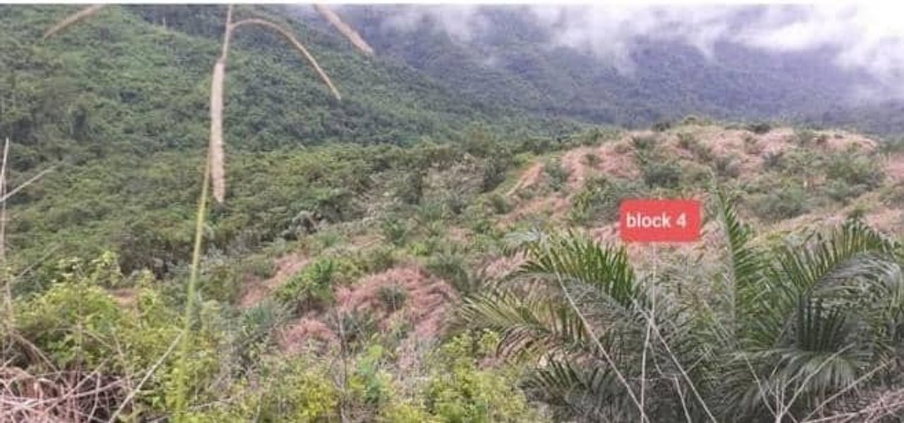 RANAU Tanah 2460 ekar Kelapa Sawit, Sabah, Ranau