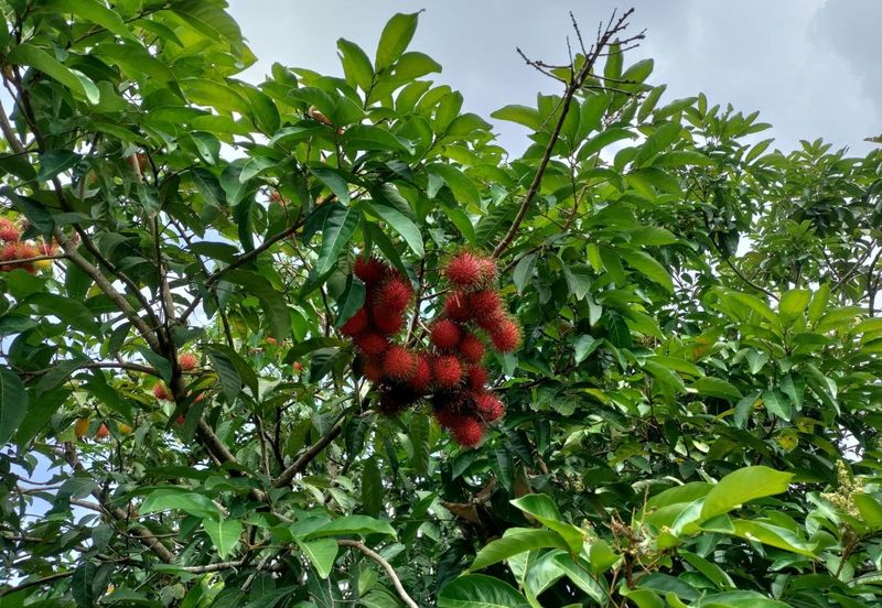 Seksyen 9, Shah Alam