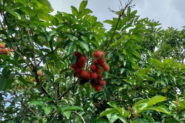 Seksyen 9, Shah Alam