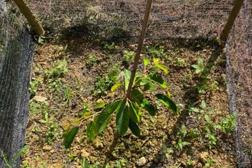 JALAN K.KLAWANG - ULU JELEBU