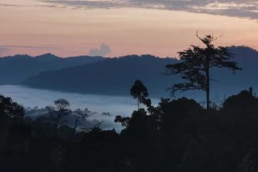 TANARIMBA JANDA BAIK