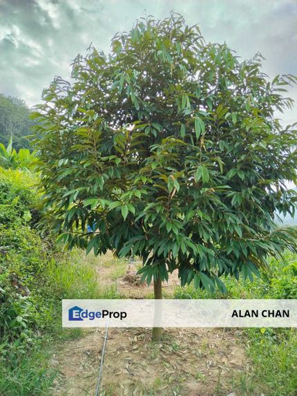 DURIAN PLANTATION JELEBU@SEREMBAN, Negeri Sembilan, Jelebu