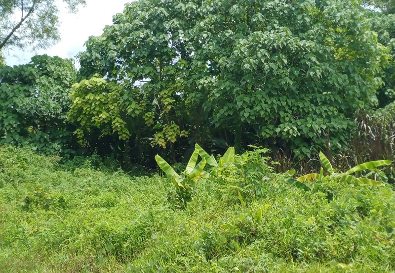 Taman Taynton (Taynton View)