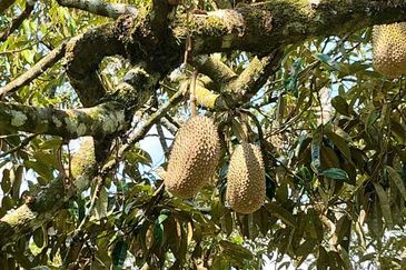 Freehold Agri land for sale@ At daerah Jelebu, Mukim Ulu Triang, N. Sembilan