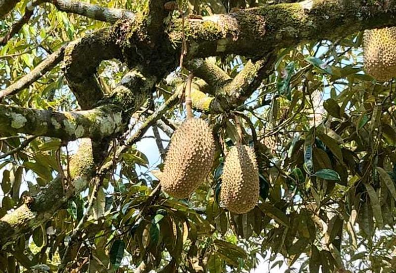 Freehold Agri land for sale@ At daerah Jelebu, Mukim Ulu Triang, N. Sembilan