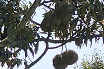 Freehold Agri land for sale@ At daerah Jelebu, Mukim Ulu Triang, N. Sembilan