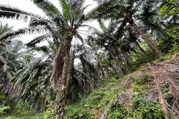 Freehold Agri land for sale@ At daerah Jelebu, Mukim Ulu Triang, N. Sembilan