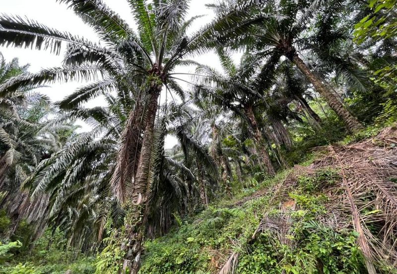 Freehold Agri land for sale@ At daerah Jelebu, Mukim Ulu Triang, N. Sembilan