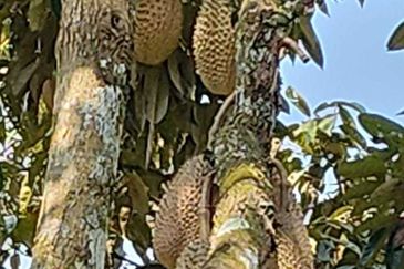 Freehold Agri land for sale@ At daerah Jelebu, Mukim Ulu Triang, N. Sembilan