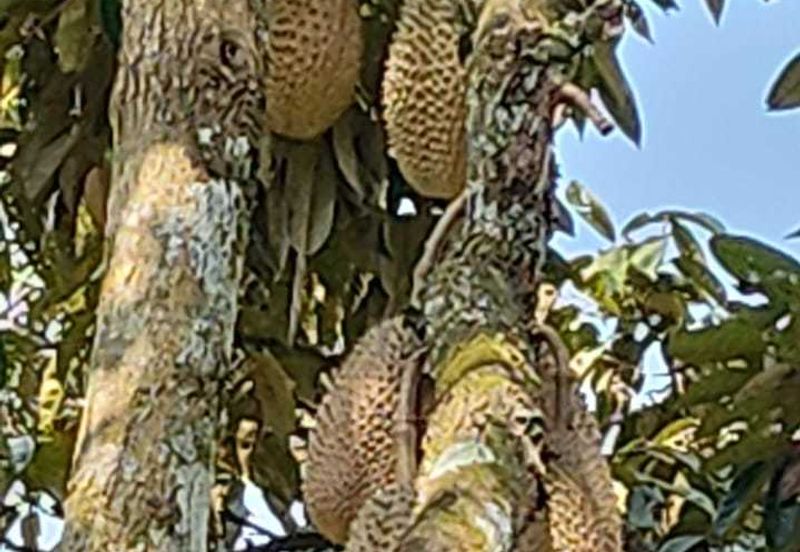 Freehold Agri land for sale@ At daerah Jelebu, Mukim Ulu Triang, N. Sembilan