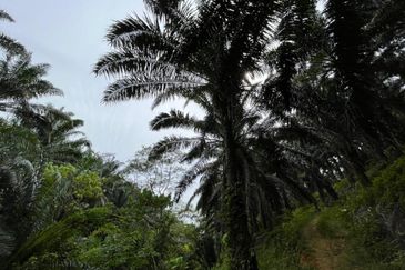 Freehold Agri land for sale@ At daerah Jelebu, Mukim Ulu Triang, N. Sembilan