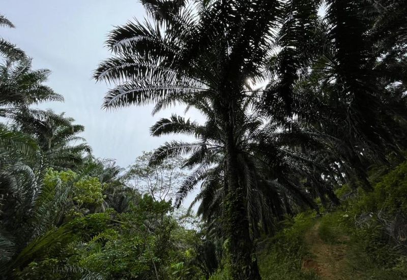 Freehold Agri land for sale@ At daerah Jelebu, Mukim Ulu Triang, N. Sembilan