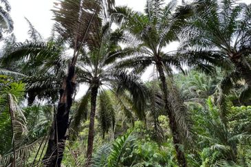 Freehold Agri land for sale@ At daerah Jelebu, Mukim Ulu Triang, N. Sembilan