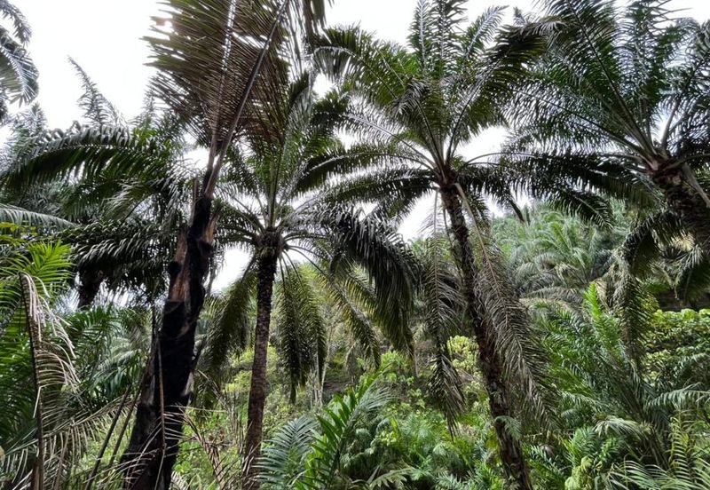 Freehold Agri land for sale@ At daerah Jelebu, Mukim Ulu Triang, N. Sembilan