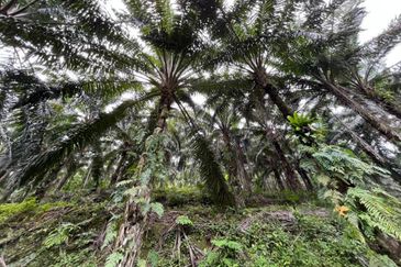 Freehold Agri land for sale@ At daerah Jelebu, Mukim Ulu Triang, N. Sembilan