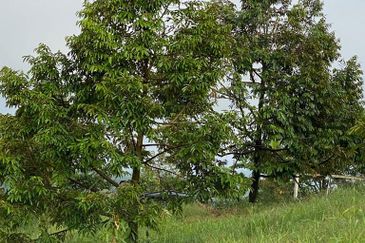 Seremban luxury resort durian farm for sale