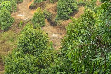 Seremban luxury resort durian farm for sale