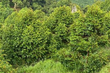 Seremban luxury resort durian farm for sale