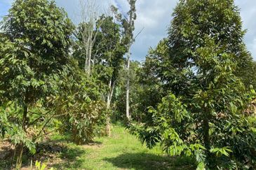 Seremban luxury resort durian farm for sale
