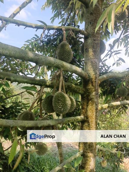 Durian Orchard For Sale | 榴莲果园出售 💯❗️ Location: Raub, Sungai Ruan | 劳勿 双溪兰, Pahang, Sega