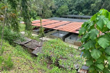 BENTONG TO KL OLD ROAD, BENTONG@Agri Land for Camping ,Durian Farm, Weekend Home, Resort, Bentong