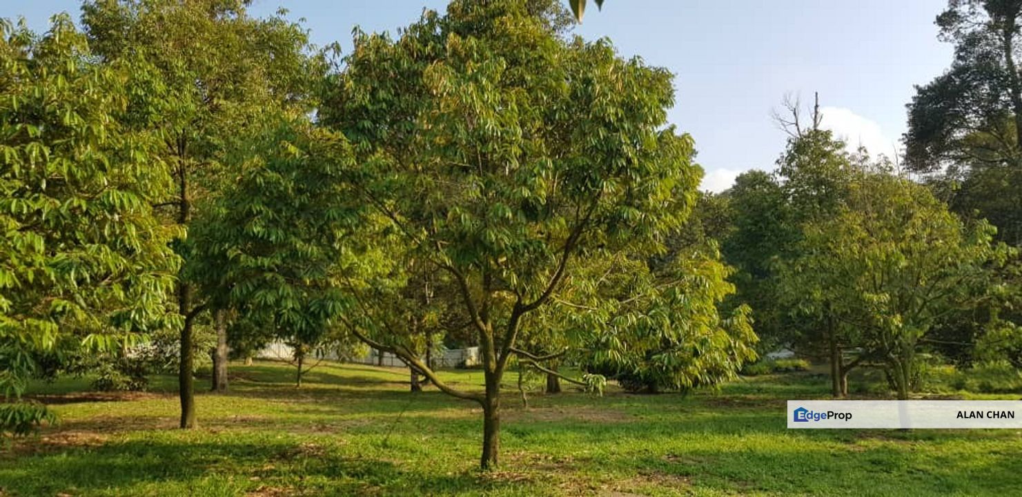 Semenyih Durian Farm For Sale , Selangor, Semenyih