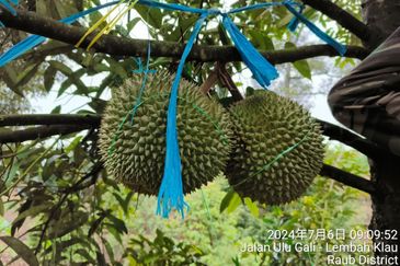 Durian Farm at Raub, Sungei Ruan For Sale