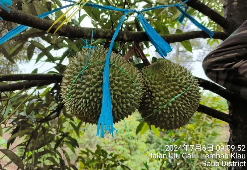 Durian Farm at Raub, Sungei Ruan For Sale