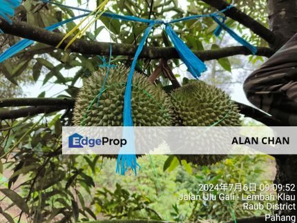 Durian Farm at Raub, Sungei Ruan For Sale, Pahang, Raub