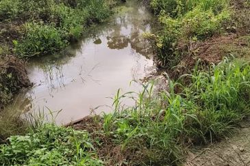 Durian Farm at Raub, Sungei Ruan For Sale