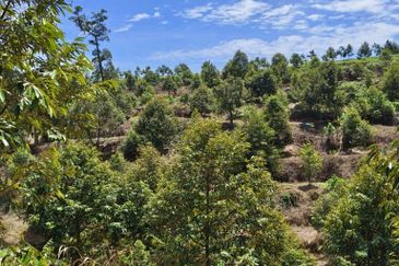 Durian Farm at Raub, Sungei Ruan For Sale