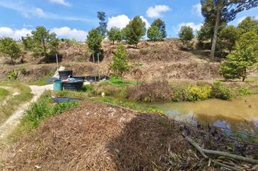 Durian Farm at Raub, Sungei Ruan For Sale