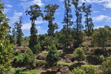 Durian Farm at Raub, Sungei Ruan For Sale