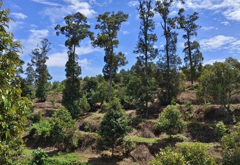 Durian Farm at Raub, Sungei Ruan For Sale