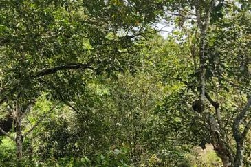 SERI MENANTI KUALA PILAH TANAH PERTANIAN