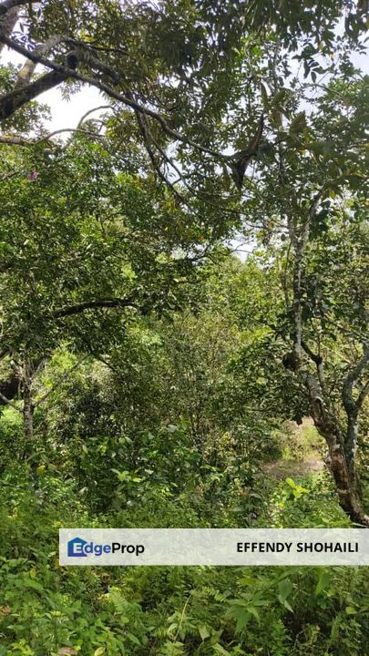 KUALA PILAH SERI MENANTI TANAH PERTANIAN, Negeri Sembilan, Kuala Pilah