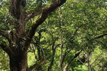 SERI MENANTI KUALA PILAH TANAH PERTANIAN