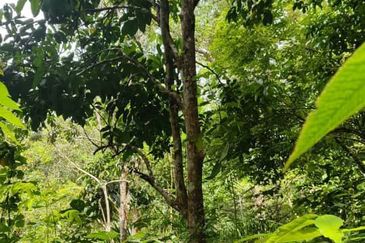 SERI MENANTI KUALA PILAH TANAH PERTANIAN